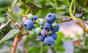 spain blueberry