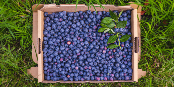 Why spain blueberry Are a Delicious Treat You Should Try!